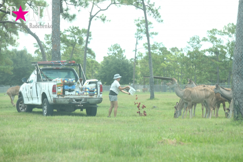 Львиное сафари в Майами (Lion Country Safari)